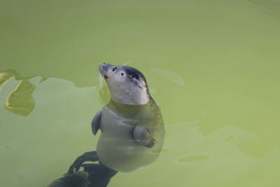 Fish swimming in sea