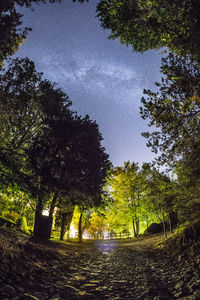 Trees in forest against sky