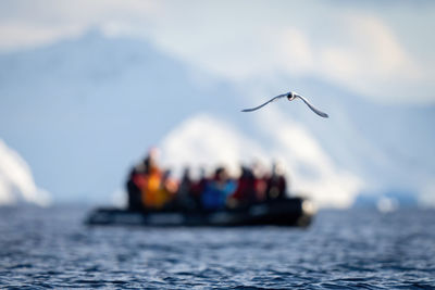 Antarctic tern flies over ocean by boat