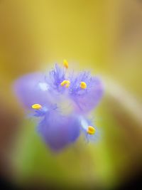 Close-up of yellow flower