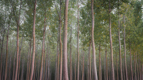 Full frame shot of bamboo trees in forest
