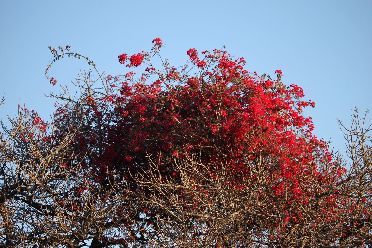 LOW ANGLE VIEW OF FLOWERING TREE AGAINST SKY