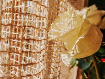 Close-up of rose plant against wall