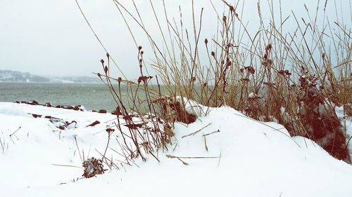 Scenic view of snow covered field