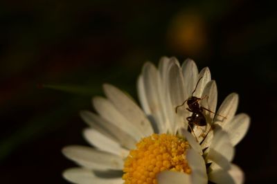 Close-up of bee on flower