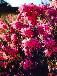 Close-up of pink flowers