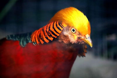 Close-up of a parrot