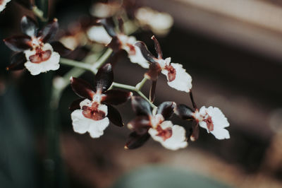 Close-up of cherry blossom outdoors