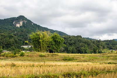 Scenic view of agricultural field against sky