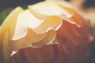 Close-up of flower