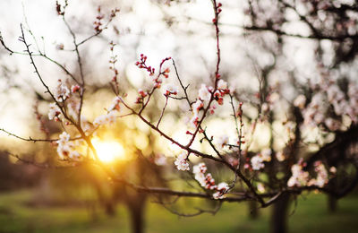 Beautiful landscape-blooming apricot branches with white flowers 