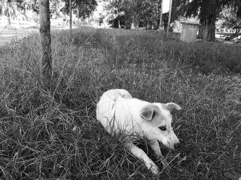 Dog standing on grassy field