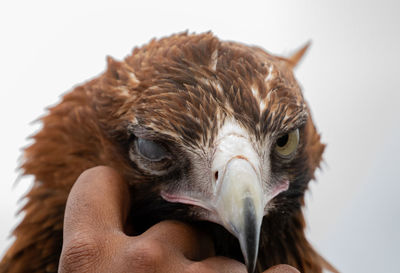 Close-up of owl against white background