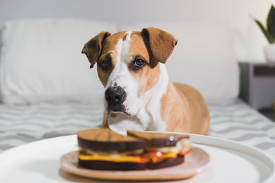 Close-up portrait of dog eating food