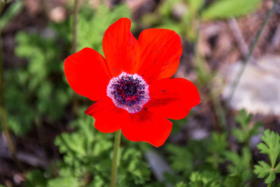 Close-up of red poppy blooming outdoors