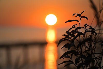 Silhouette plants against sky during sunset