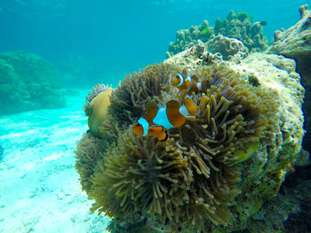 Low angle view of coral in sea