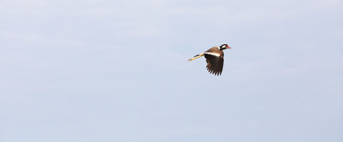 Low angle view of bird flying