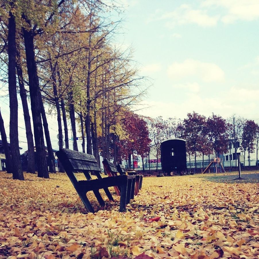 tree, autumn, tranquility, change, bench, tranquil scene, nature, season, leaf, sky, beauty in nature, park - man made space, scenics, tree trunk, absence, growth, fallen, landscape, empty, branch