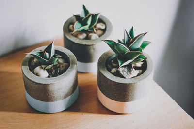 Close-up of potted plant on table