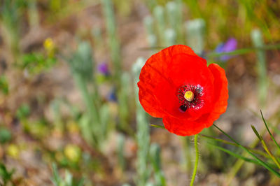 Close-up of red poppy growing on plant