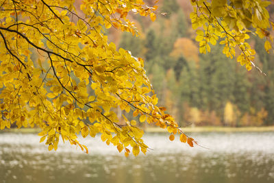 Close-up of yellow maple leaves against blurred lake