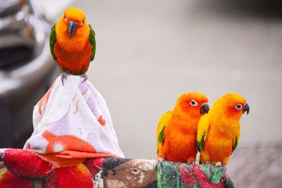 Close-up of parrot