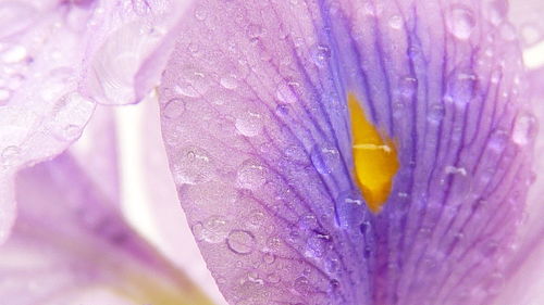 Close-up of wet purple flower