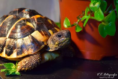 Close-up of tortoise