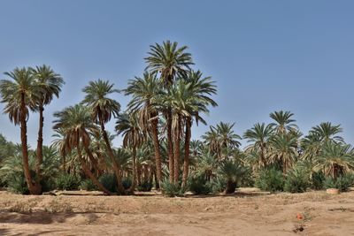 Palm trees on beach against clear blue sky