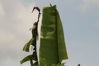 Low angle view of green banana leaves on plant against sky