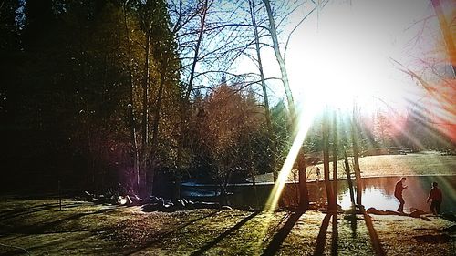 Sun shining through trees