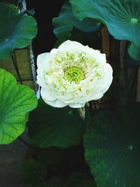 Close-up of white rose