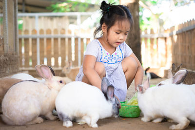 Cute girl feeding rabbits