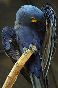 Close-up of a bird perching on branch