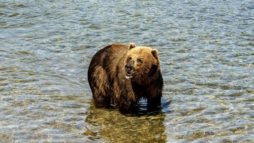 Kamchatka. brown bear on the kuril lake