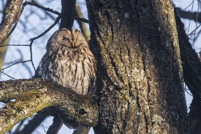 Close-up of bird perching on tree