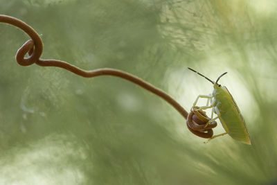 Shield bug on unique tendril