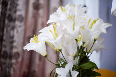Close-up of white rose flower