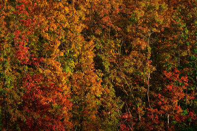 Full frame shot of red flowering trees in forest