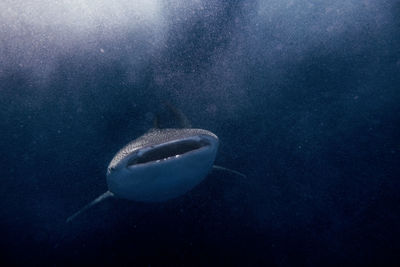 Fish swimming underwater