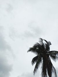 Low angle view of palm tree against sky