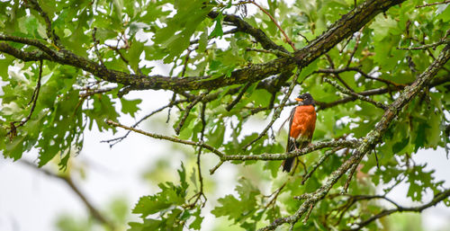 Low angle view of bird perching on tree