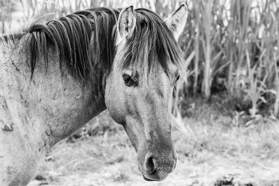 Close-up of horse in ranch