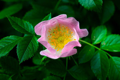 Close-up of pink rose flower