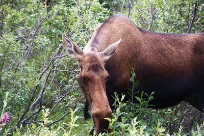 Close-up of a horse on field