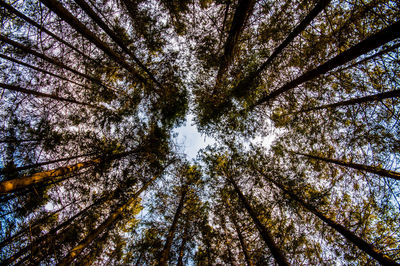 Low angle view of trees against sky