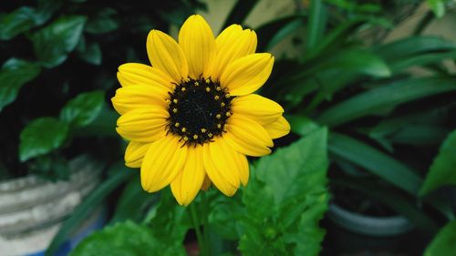 Close-up of yellow daisy blooming outdoors