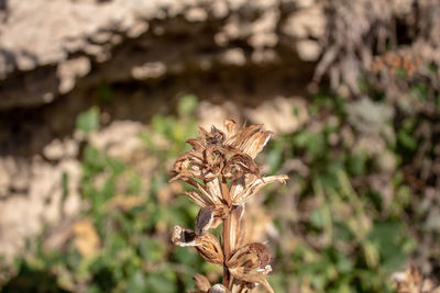 Close-up of wilted plant