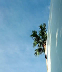 Low angle view of palm tree against blue sky